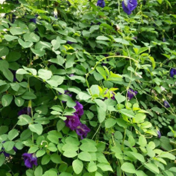 Perkebunan Bunga Telang